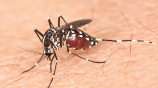 蚊に注意！マレーシアでは雨季の2月までデング熱感染者数が急増します